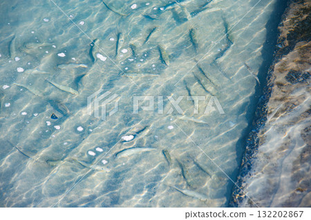 岸邊的椋鳥群。沖繩縣島尻郡慶良間諸島座間味島座間味港 - 2025，沖繩本島以西40公里 132202867