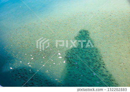 一群小魚在港口水面上游動。沖繩縣島尻郡慶良間諸島座間味島座間味港 - 2025,位於沖繩本島以西40公里處 一群小魚在港口水面上游動。沖繩縣島尻郡慶良間諸島座間味島座間味港 - 2025,位於沖繩本島以西40公里處 132202883