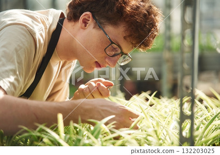 Cuts plants. Young man with curly hair and in glasses is in greenhouse Cuts plants. Young man with curly hair and in glasses is in greenhouse 132203025