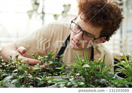 Touching and checking flowers that are still in growth. Young man with curly hair and in glasses is in greenhouse Touching and checking flowers that are still in growth. Young man with curly hair and in glasses is in greenhouse 132203089