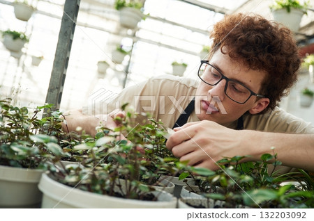 Professional worker is taking care of plants. Young man with curly hair and in glasses is in greenhouse Professional worker is taking care of plants. Young man with curly hair and in glasses is in greenhouse 132203092
