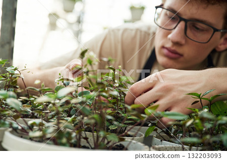 Professional worker is taking care of plants. Young man with curly hair and in glasses is in greenhouse Professional worker is taking care of plants. Young man with curly hair and in glasses is in greenhouse 132203093