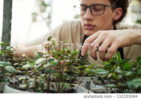 Professional worker is taking care of plants. Young man with curly hair and in glasses is in greenhouse Professional worker is taking care of plants. Young man with curly hair and in glasses is in greenhouse 132203094