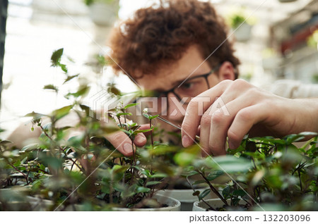 Focused view. Cropping the plants. Young man with curly hair and in glasses is in greenhouse Focused view. Cropping the plants. Young man with curly hair and in glasses is in greenhouse 132203096