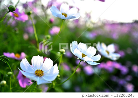 Cosmos field White cosmos 132203243