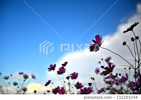 Fall cherry trees swaying in autumn wind 132203244