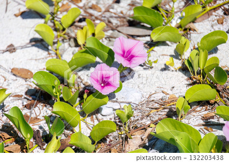 Morning glory flowers on the beach. Beautiful coral reefs and schools of tropical fish. Zamami Island and Amuro Island, Kerama Islands, Shimajiri District, Okinawa Prefecture 132203438