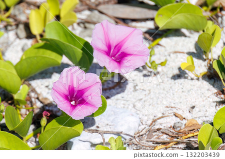 沙灘上的牽牛花。美麗的珊瑚礁和成群的熱帶魚。沖繩縣島尻郡慶良間諸島座間味島和阿室島 132203439