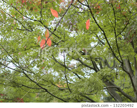 綠色的日本楓樹和紅色的山毛櫸葉 132203492
