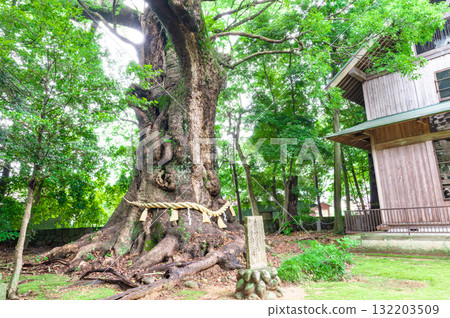 The sacred tree of Kawazu Kurinomiya Shrine The sacred tree of Kawazu Kurinomiya Shrine 132203509