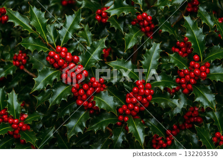 美麗的冬青 132203530