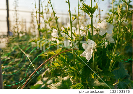 White plants or flowers in the greenhouse White plants or flowers in the greenhouse 132203576