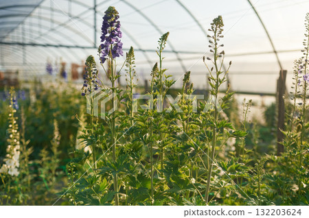 Close up view. Beautiful plants or flowers in the greenhouse Close up view. Beautiful plants or flowers in the greenhouse 132203624