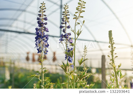 Focused close up view. Beautiful plants or flowers in the greenhouse Focused close up view. Beautiful plants or flowers in the greenhouse 132203641
