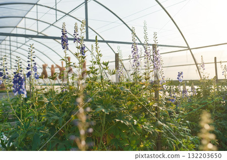 Under sunlight. Beautiful plants or flowers in the greenhouse Under sunlight. Beautiful plants or flowers in the greenhouse 132203650