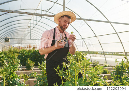 In straw hat. Man in greenhouse is working with plants In straw hat. Man in greenhouse is working with plants 132203994