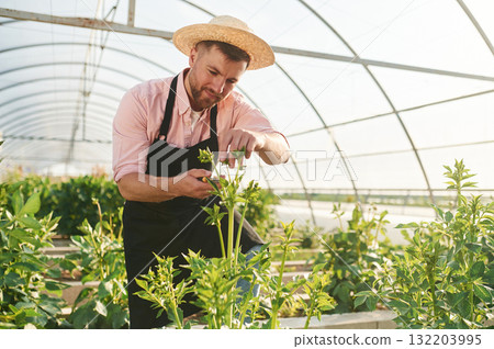 In straw hat. Man in greenhouse is working with plants In straw hat. Man in greenhouse is working with plants 132203995
