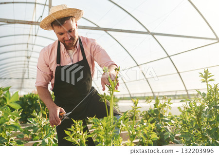 In straw hat. Man in greenhouse is working with plants In straw hat. Man in greenhouse is working with plants 132203996