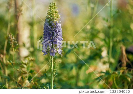 Purple beautiful plants or flowers in the greenhouse Purple beautiful plants or flowers in the greenhouse 132204030