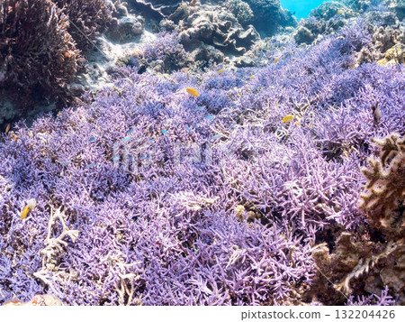 Schools of blue-spotted damselfish, blue-spotted damselfish, and other fish. Beautiful coral reefs and schools of tropical fish. Amuro Island and Zamami Island Schools of blue-spotted damselfish, blue-spotted damselfish, and other fish. Beautiful coral reefs and schools of tropical fish. Amuro Island and Zamami Island 132204426