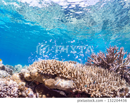 Schools of blue-spotted damselfish, blue-spotted damselfish, and other fish. Beautiful coral reefs and schools of tropical fish. Amuro Island and Zamami Island Schools of blue-spotted damselfish, blue-spotted damselfish, and other fish. Beautiful coral reefs and schools of tropical fish. Amuro Island and Zamami Island 132204436