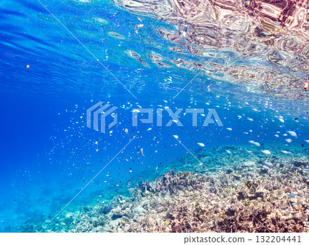 藍點雀鯛、藍點雀鯛等魚群。美麗的珊瑚礁和熱帶魚群。阿室島和座間味島 132204441