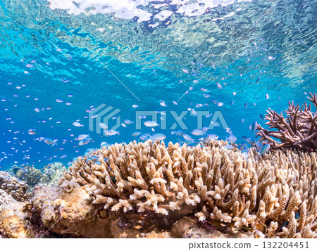 Schools of blue-spotted damselfish, blue-spotted damselfish, and other fish. Beautiful coral reefs and schools of tropical fish. Amuro Island and Zamami Island 132204451