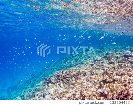 藍點雀鯛、藍點雀鯛等魚群。美麗的珊瑚礁和熱帶魚群。阿室島和座間味島 132204453
