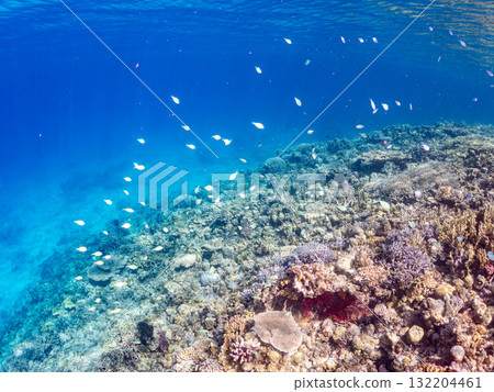 藍點雀鯛、藍點雀鯛等魚群。美麗的珊瑚礁和熱帶魚群。阿室島和座間味島 藍點雀鯛、藍點雀鯛等魚群。美麗的珊瑚礁和熱帶魚群。阿室島和座間味島 132204461