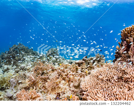 藍點雀鯛、藍點雀鯛等魚群。美麗的珊瑚礁和熱帶魚群。阿室島和座間味島 藍點雀鯛、藍點雀鯛等魚群。美麗的珊瑚礁和熱帶魚群。阿室島和座間味島 132204462