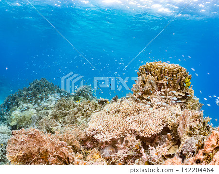 Schools of blue-spotted damselfish, blue-spotted damselfish, and other fish. Beautiful coral reefs and schools of tropical fish. Amuro Island and Zamami Island 132204464