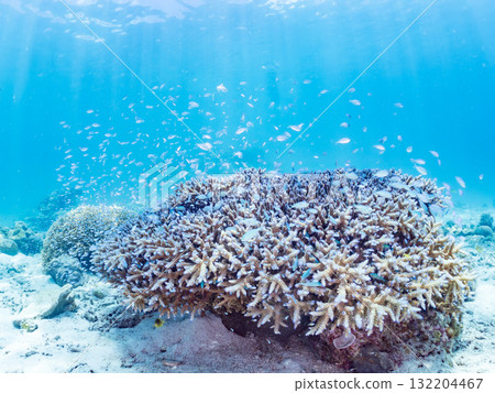 Schools of blue-spotted damselfish, blue-spotted damselfish, and other fish. Beautiful coral reefs and schools of tropical fish. Amuro Island and Zamami Island 132204467
