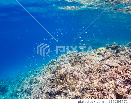 Schools of blue-spotted damselfish, blue-spotted damselfish, and other fish. Beautiful coral reefs and schools of tropical fish. Amuro Island and Zamami Island Schools of blue-spotted damselfish, blue-spotted damselfish, and other fish. Beautiful coral reefs and schools of tropical fish. Amuro Island and Zamami Island 132204471