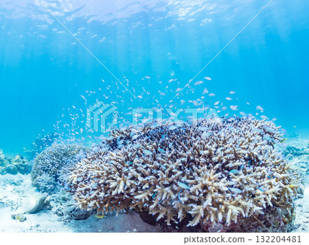 Schools of blue-spotted damselfish, blue-spotted damselfish, and other fish. Beautiful coral reefs and schools of tropical fish. Amuro Island and Zamami Island 132204481