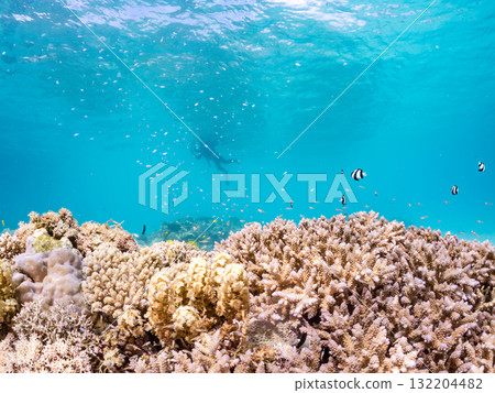 Schools of blue-spotted damselfish, blue-spotted damselfish, and other fish. Beautiful coral reefs and schools of tropical fish. Amuro Island and Zamami Island 132204482