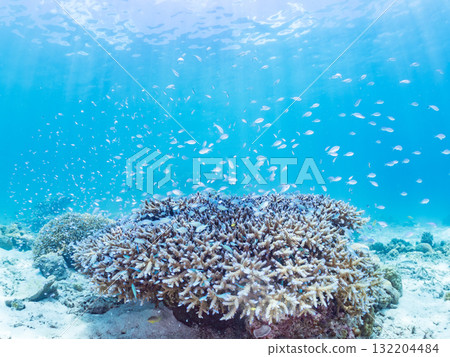 Schools of blue-spotted damselfish, blue-spotted damselfish, and other fish. Beautiful coral reefs and schools of tropical fish. Amuro Island and Zamami Island Schools of blue-spotted damselfish, blue-spotted damselfish, and other fish. Beautiful coral reefs and schools of tropical fish. Amuro Island and Zamami Island 132204484