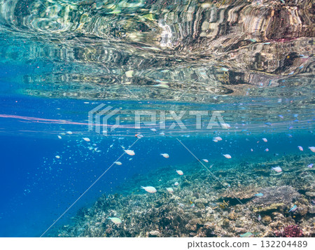 Schools of blue-spotted damselfish, blue-spotted damselfish, and other fish. Beautiful coral reefs and schools of tropical fish. Amuro Island and Zamami Island 132204489