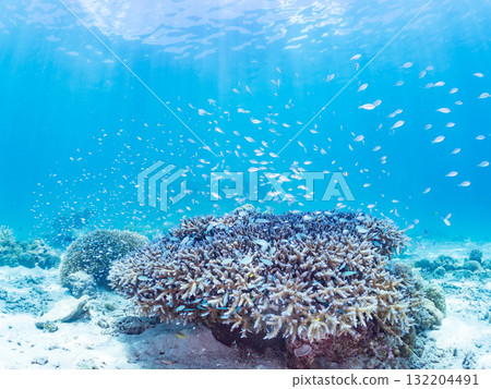 Schools of blue-spotted damselfish, blue-spotted damselfish, and other fish. Beautiful coral reefs and schools of tropical fish. Amuro Island and Zamami Island 132204491
