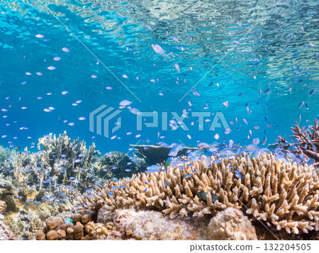 Schools of blue-spotted damselfish, blue-spotted damselfish, and other fish. Beautiful coral reefs and schools of tropical fish. Amuro Island and Zamami Island 132204505