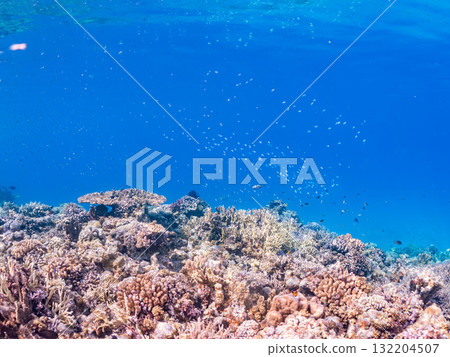 藍點雀鯛、藍點雀鯛等魚群。美麗的珊瑚礁和熱帶魚群。阿室島和座間味島 藍點雀鯛、藍點雀鯛等魚群。美麗的珊瑚礁和熱帶魚群。阿室島和座間味島 132204507