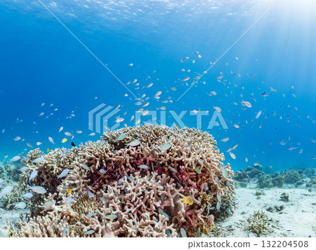 藍點雀鯛、藍點雀鯛等魚群。美麗的珊瑚礁和熱帶魚群。阿室島和座間味島 132204508