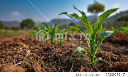 Young green corn plants growing in fertile soil under clear sky with mountains and trees in background, showing climate resilient agriculture 132205147