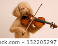 拉小提琴的狗狗演奏樂器的貴賓犬 132205297