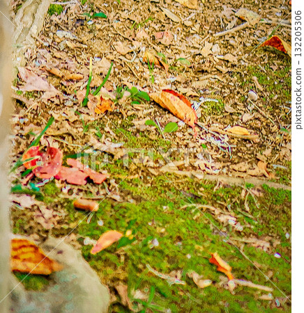 Fallen autumn beech leaves on the green grass 132205306