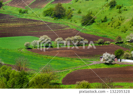 Rolling green fields adorned with blooming trees create a tranquil landscape during springtime in the countryside 132205328