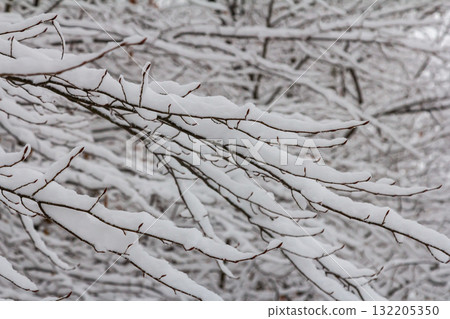 Snow-covered branches create a tranquil winter landscape in a forest on a cold day Snow-covered branches create a tranquil winter landscape in a forest on a cold day 132205350