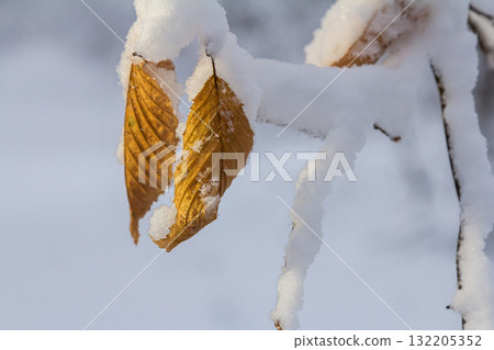 Snow-covered leaves cling to a branch in a winter landscape showcasing nature's resilience and beauty in the cold 132205352