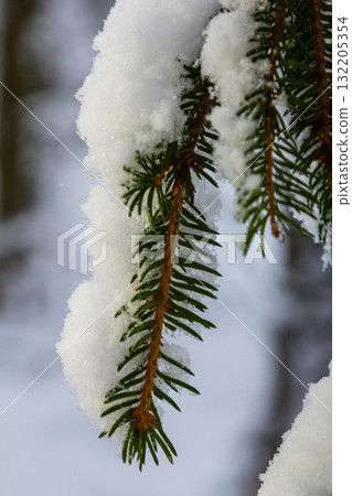 Snow-covered branches of evergreen trees glisten in the winter sunlight in a serene forest setting during a chilly morning Snow-covered branches of evergreen trees glisten in the winter sunlight in a serene forest setting during a chilly morning 132205354