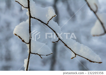 Snow blankets tree branches in a serene winter landscape capturing the beauty of nature during a snowy day Snow blankets tree branches in a serene winter landscape capturing the beauty of nature during a snowy day 132205356