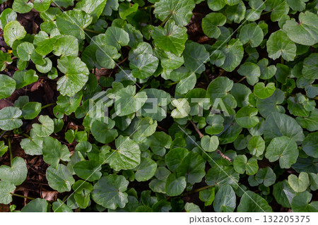 Lush green foliage covers forest floor during day showcasing vibrant ivy leaves in natural habitat Lush green foliage covers forest floor during day showcasing vibrant ivy leaves in natural habitat 132205375